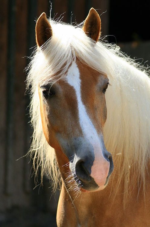 Haflingerportrait
