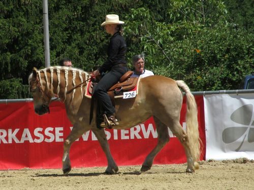 Ich sitze konzentriert auf meinem Haflinger in der Turnierprüfung