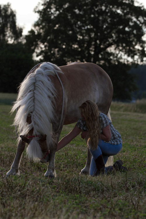 Mein Haflinger macht eine Verbeugung